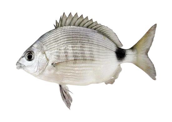 Marimbá – fishcode