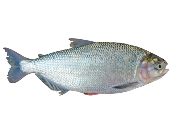 Matrixã Matrinxã – fishcode
