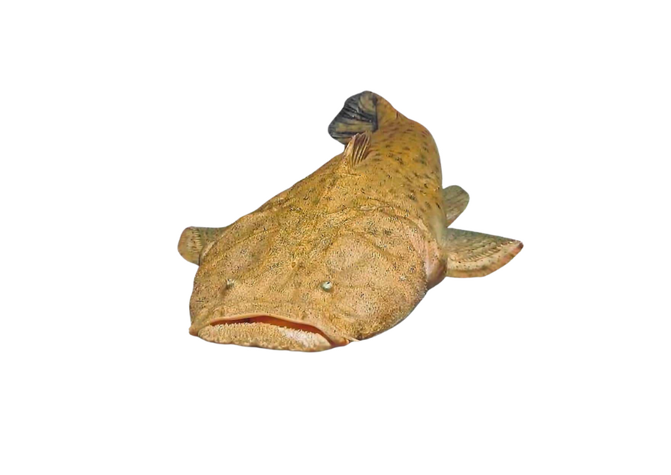 FishCode o melhor peixe na sua mesa. Sustentável e Saboroso. – fishcode