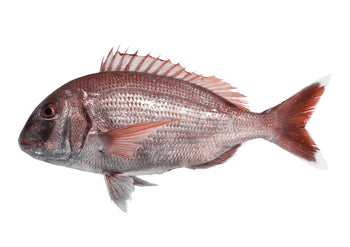 Pargo