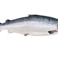 Salmão do Alasca