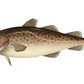 Bacalhau Gadus Macrocephalus